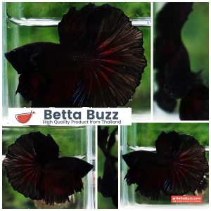 Betta Fish Vamprie Black Hole OHM