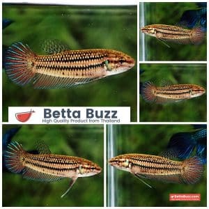 Female Wild Betta Fish Mahachainis