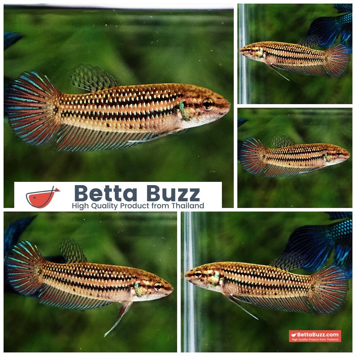 Female Wild Betta Fish Mahachainis