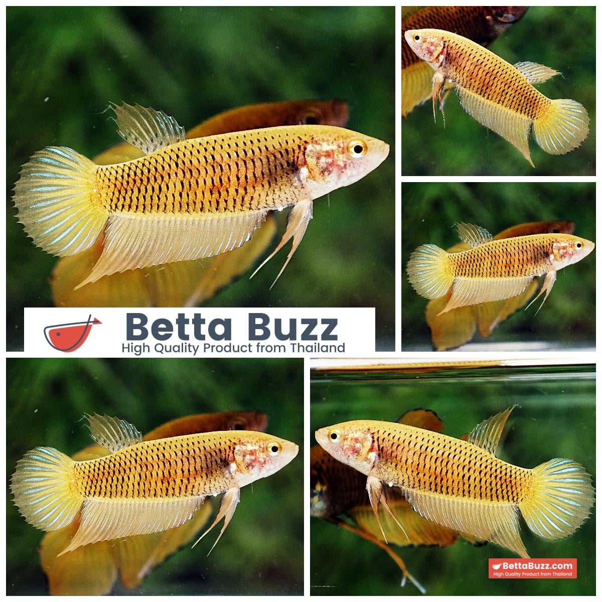 Female Wild Betta Fish Yellow Benjarong
