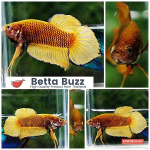Wild Betta Fish Yellow Benjarong Spade tail