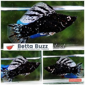Molly Fish Black Lace Galaxy Male