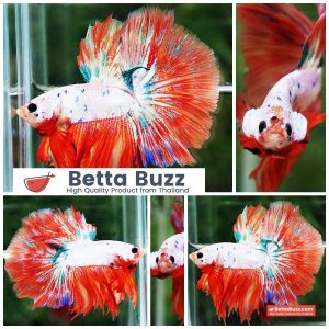 Betta Fish Flame Orange Crystals Dot HM