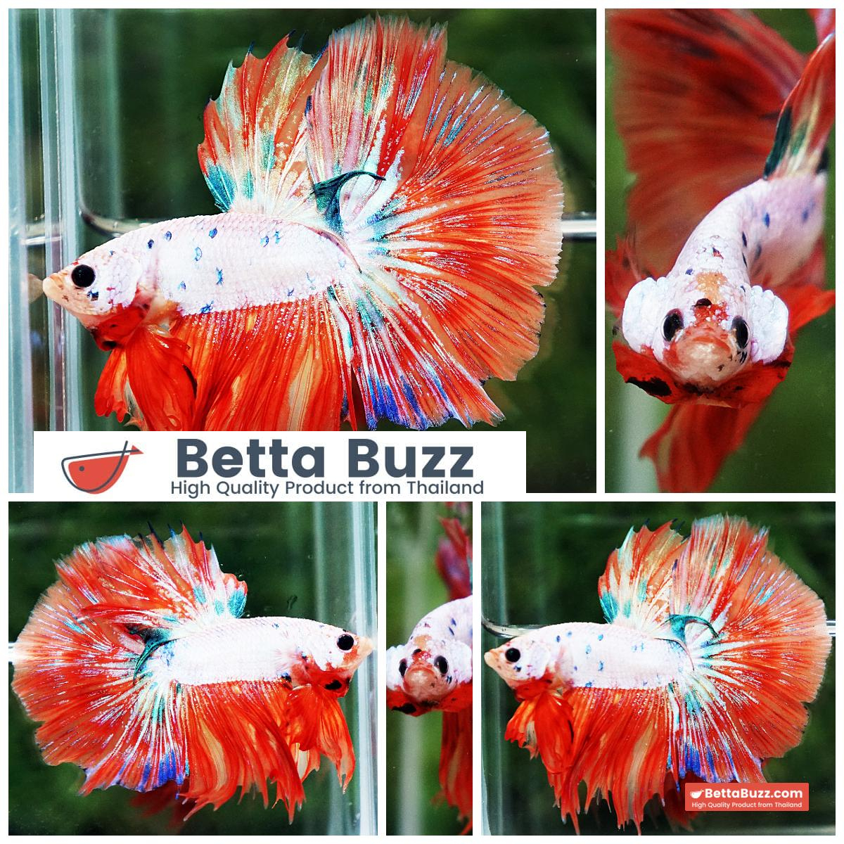 Betta Fish Flame Orange Crystals Dot HM