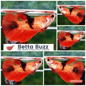 Betta Fish Female Nemo Tangerine HM