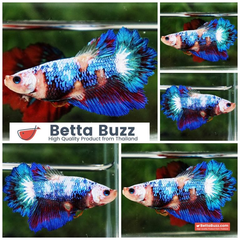 Betta Fish Female Fancy Celestial Wave Rosetail HM