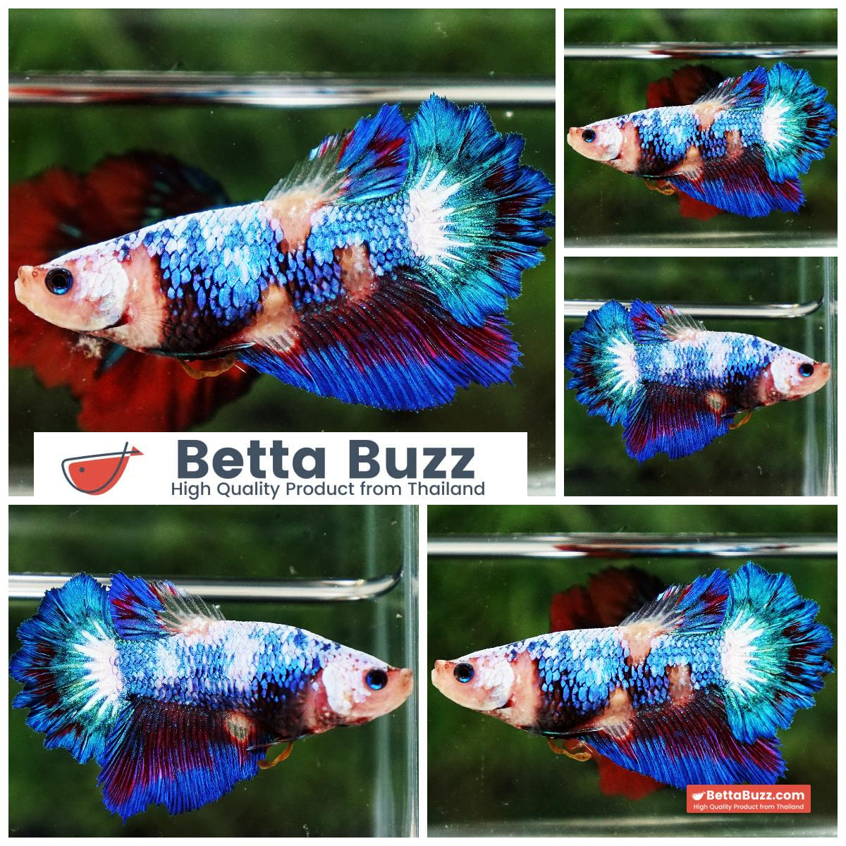 Betta Fish Female Fancy Celestial Wave Rosetail HM