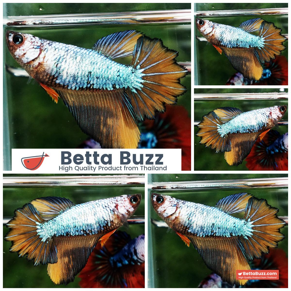 Betta Fish Female Fancy Macaw Feathertail HM