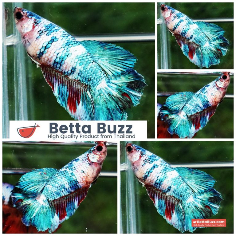 Betta Fish Female Marble Turquoise Storm HM