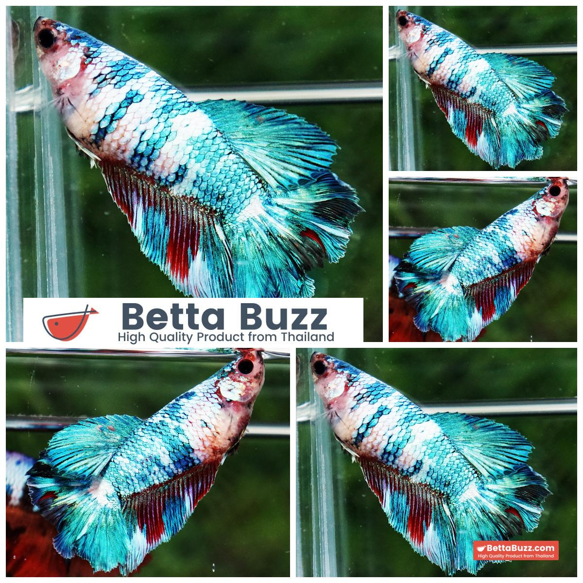 Betta Fish Female Marble Turquoise Storm HM