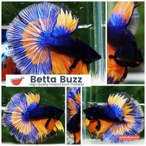 Betta Fish Mirage Blue Mustard Gas Black Ring OHM