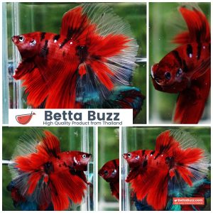 Betta Fish Ruby Tiger Overlord Koi OHM