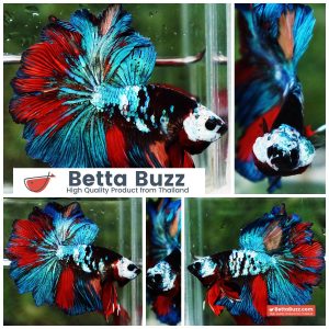 Betta Fish Thunder warrior Black Scaft White Helmet Feathertail OHM