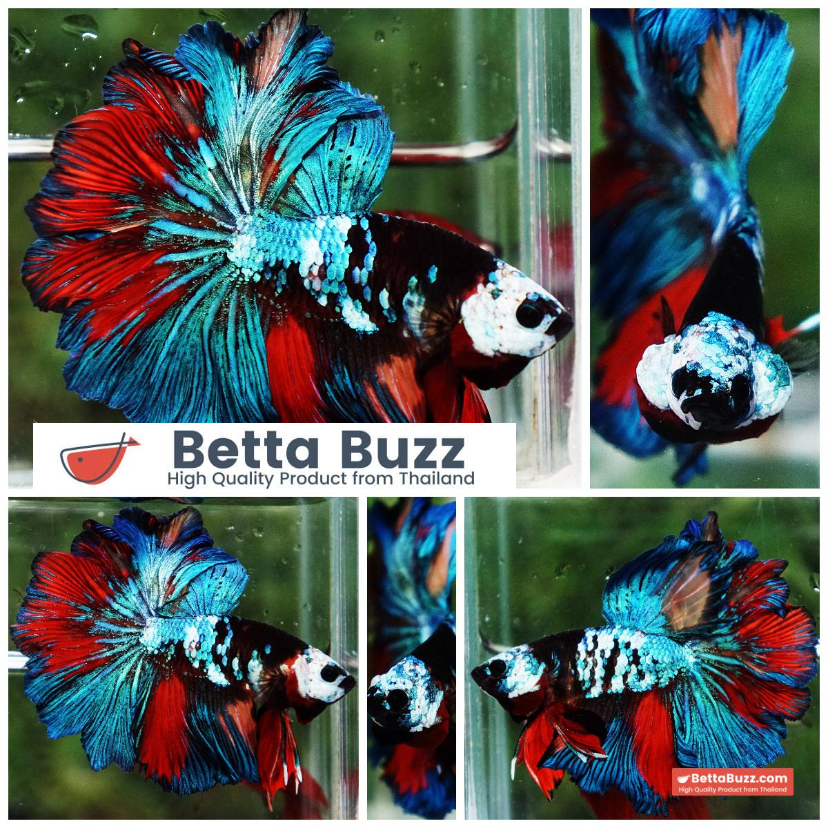 Betta Fish Thunder warrior Black Scaft White Helmet Feathertail OHM