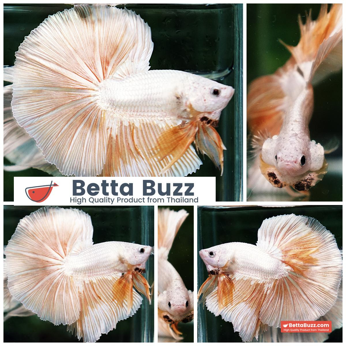 Betta Fish Golden Mist Dragon Hawk OHM