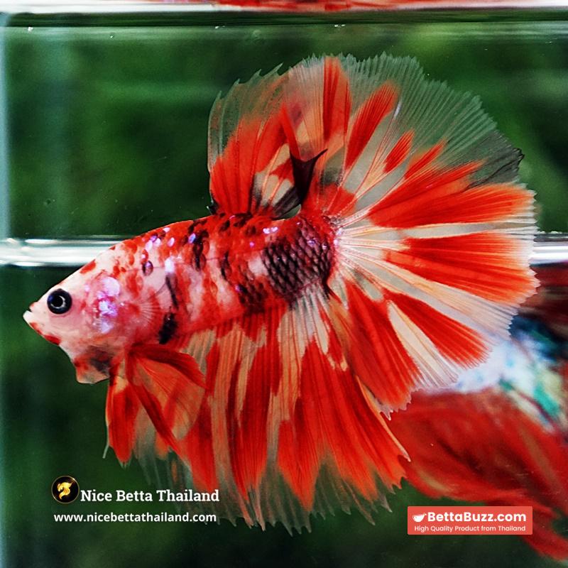 Betta Fish Phloeng Bua Koi HM (Comp Grade) - Image 4