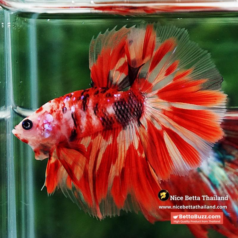 Betta Fish Phloeng Bua Koi HM (Comp Grade) - Image 2