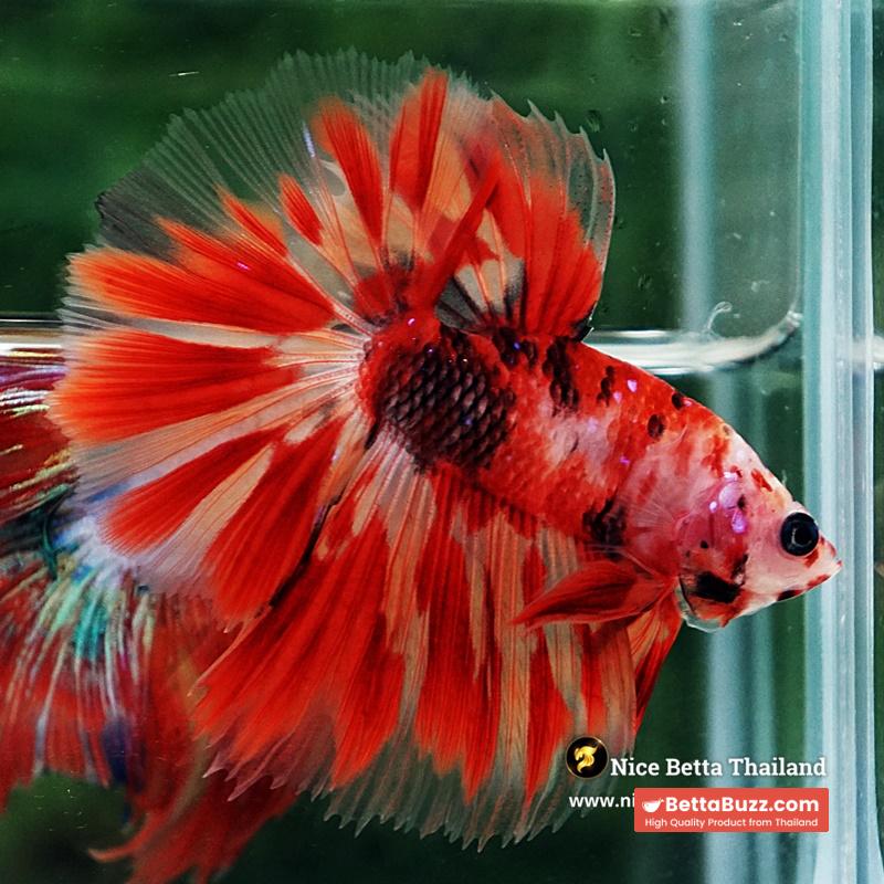 Betta Fish Phloeng Bua Koi HM (Comp Grade) - Image 3