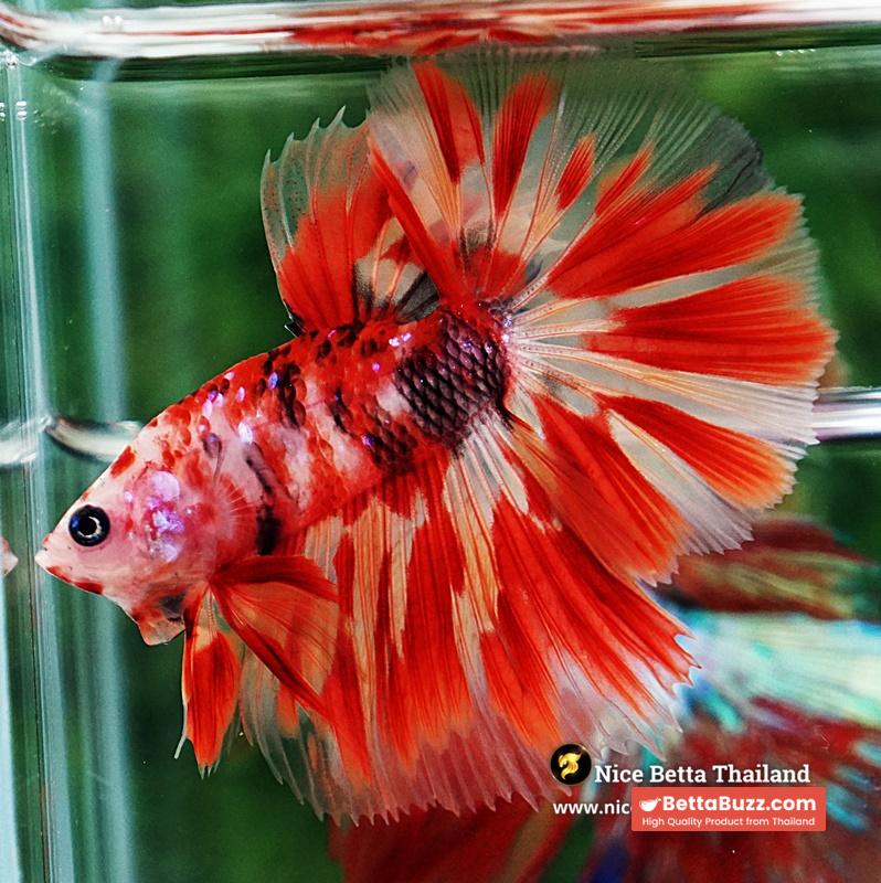 Betta Fish Phloeng Bua Koi HM (Comp Grade) - Image 6