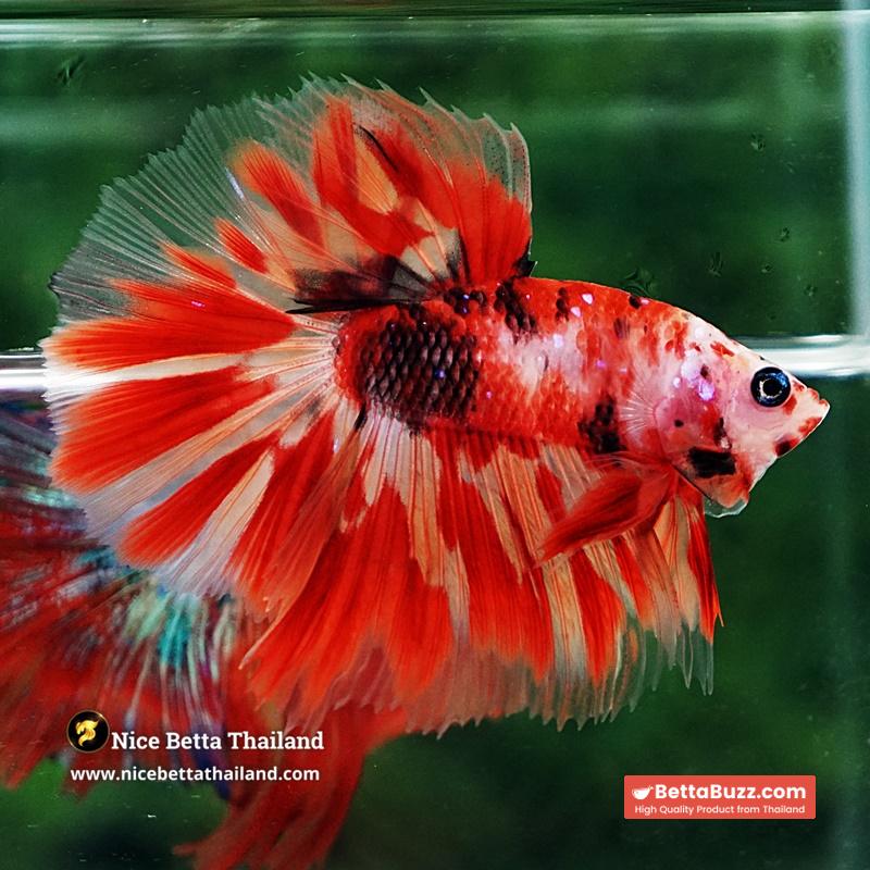 Betta Fish Phloeng Bua Koi HM (Comp Grade) - Image 5