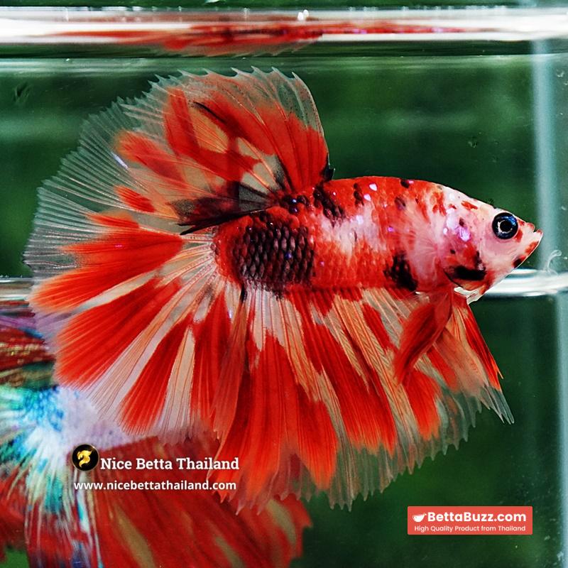 Betta Fish Phloeng Bua Koi HM (Comp Grade) - Image 7
