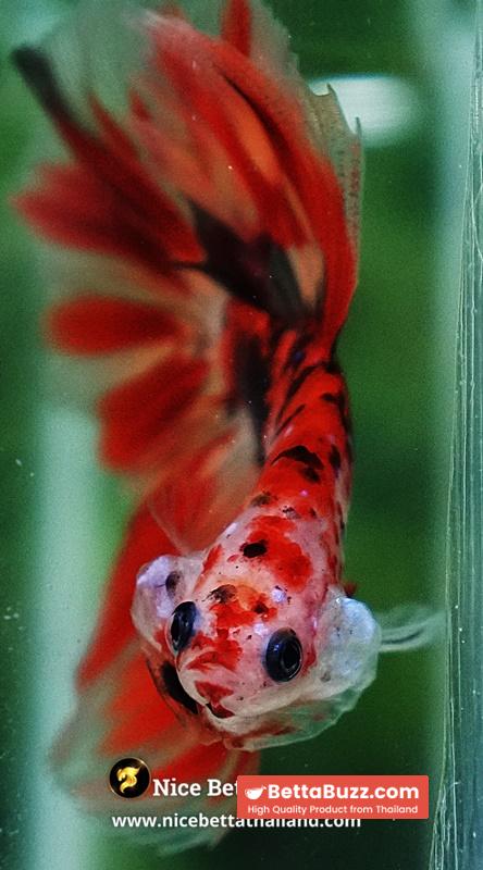 Betta Fish Phloeng Bua Koi HM (Comp Grade) - Image 8