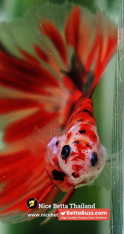 Betta Fish Phloeng Bua Koi HM (Comp Grade) - Image 9