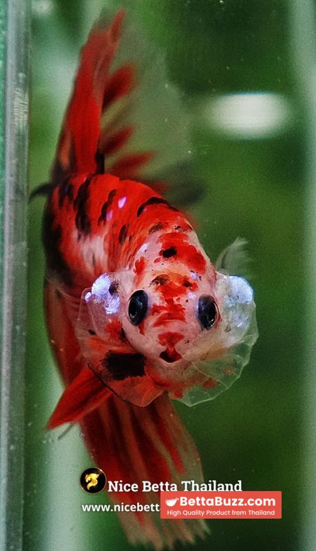 Betta Fish Phloeng Bua Koi HM (Comp Grade) - Image 10