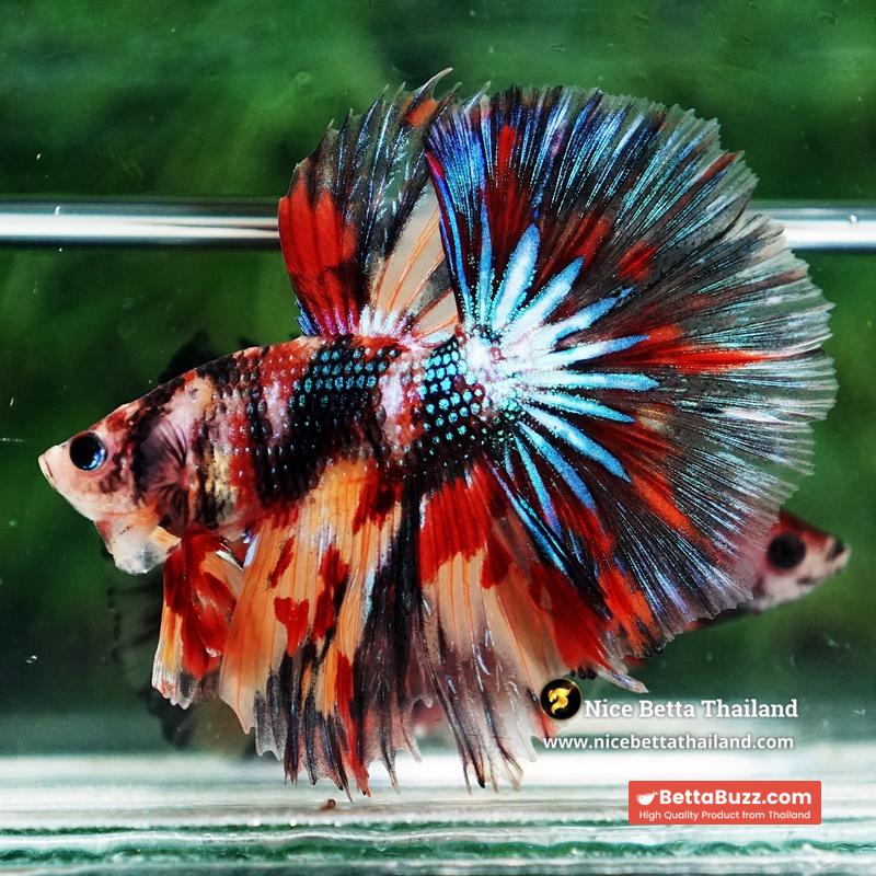 Betta Fish Blazing Siam Peacock Hawk OHM