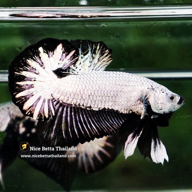 Betta Fish Black Dragon Moonshadow OHMPK
