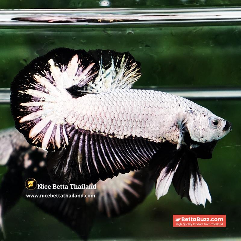 Betta Fish Black Dragon Moonshadow OHMPK