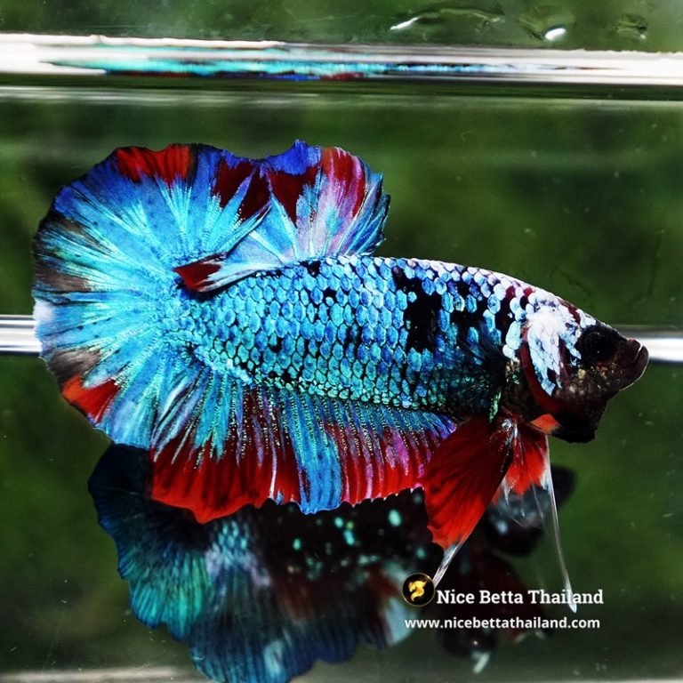 Betta Fish Fancy Stormscale Emperor OHMPK