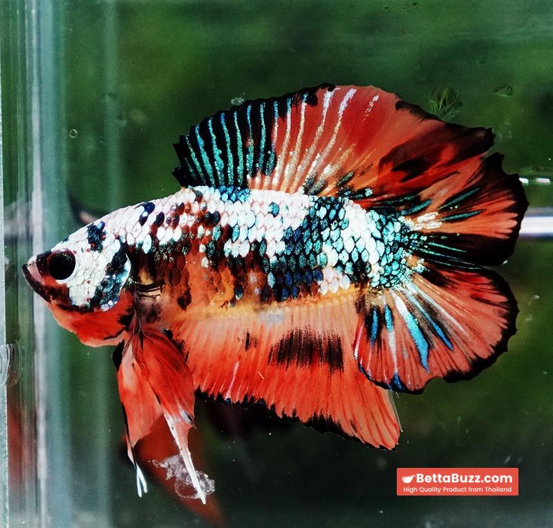 Betta Fish Nemo Emerald Tiger (DTPK) - Image 5