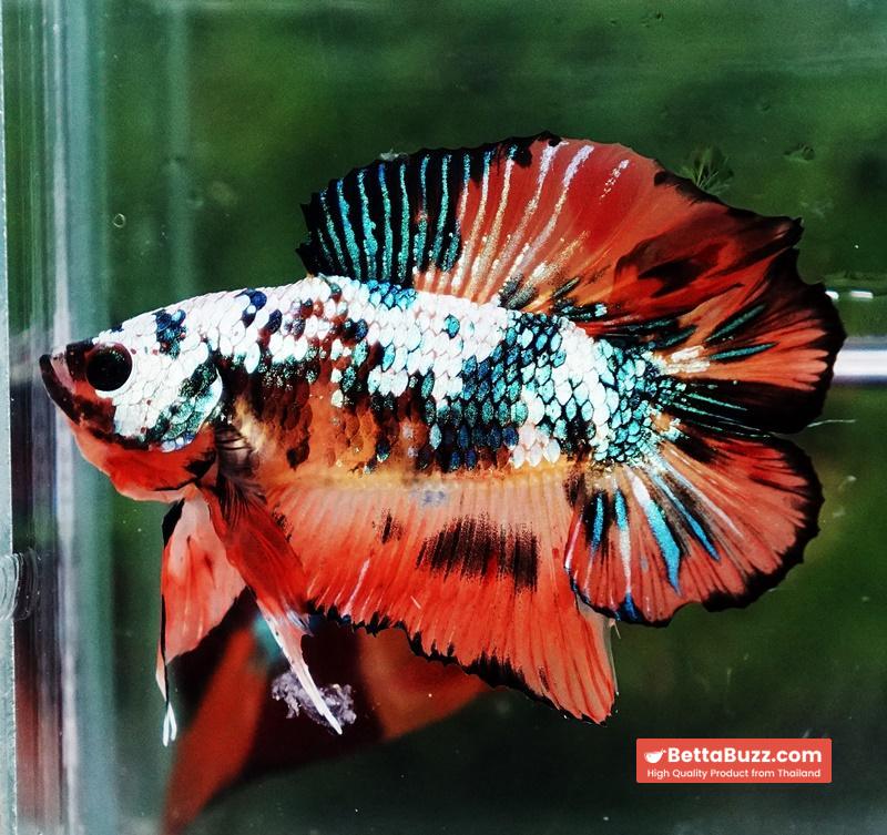 Betta Fish Nemo Emerald Tiger (DTPK) - Image 3