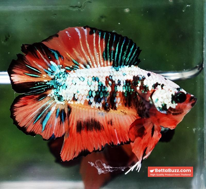 Betta Fish Nemo Emerald Tiger (DTPK) - Image 4