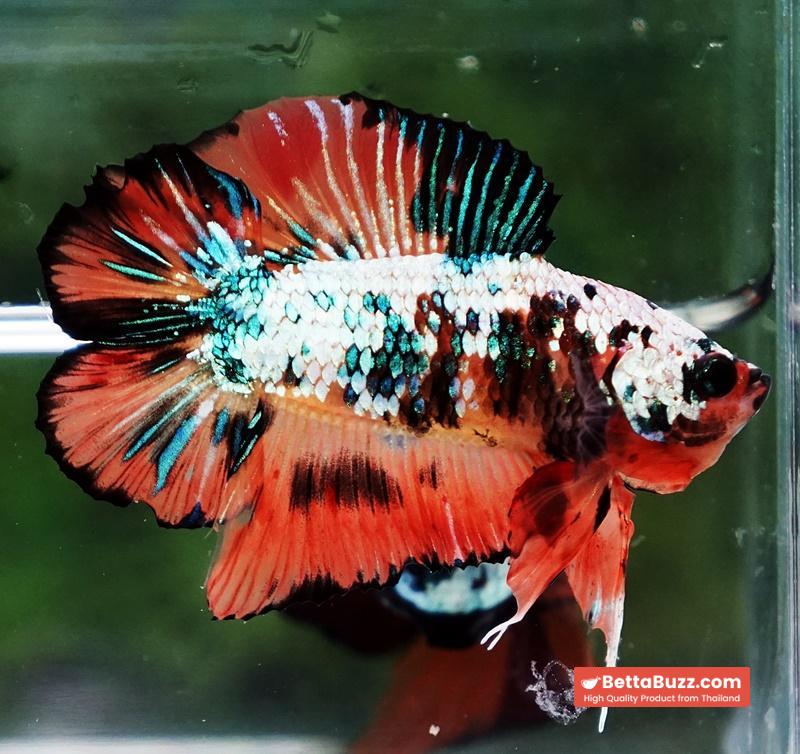 Betta Fish Nemo Emerald Tiger (DTPK) - Image 6