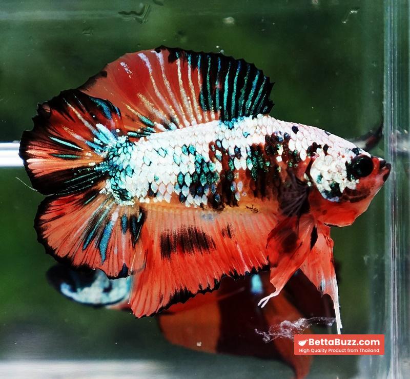Betta Fish Nemo Emerald Tiger (DTPK)