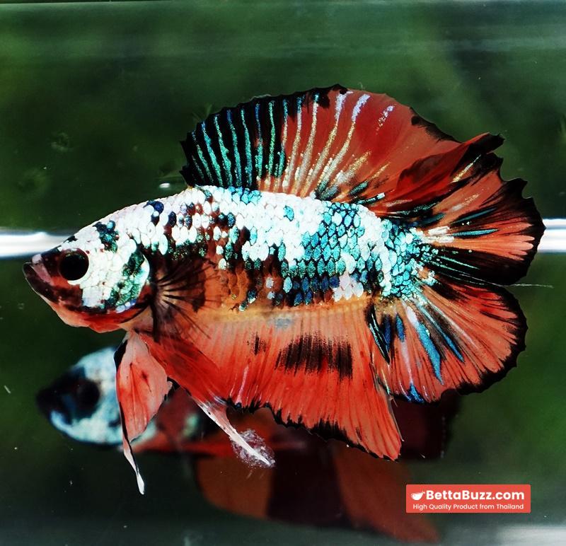 Betta Fish Nemo Emerald Tiger (DTPK) - Image 7