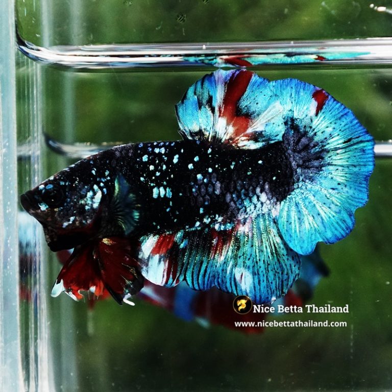 Betta Fish Black Ice Nebula Avatar OHMPK