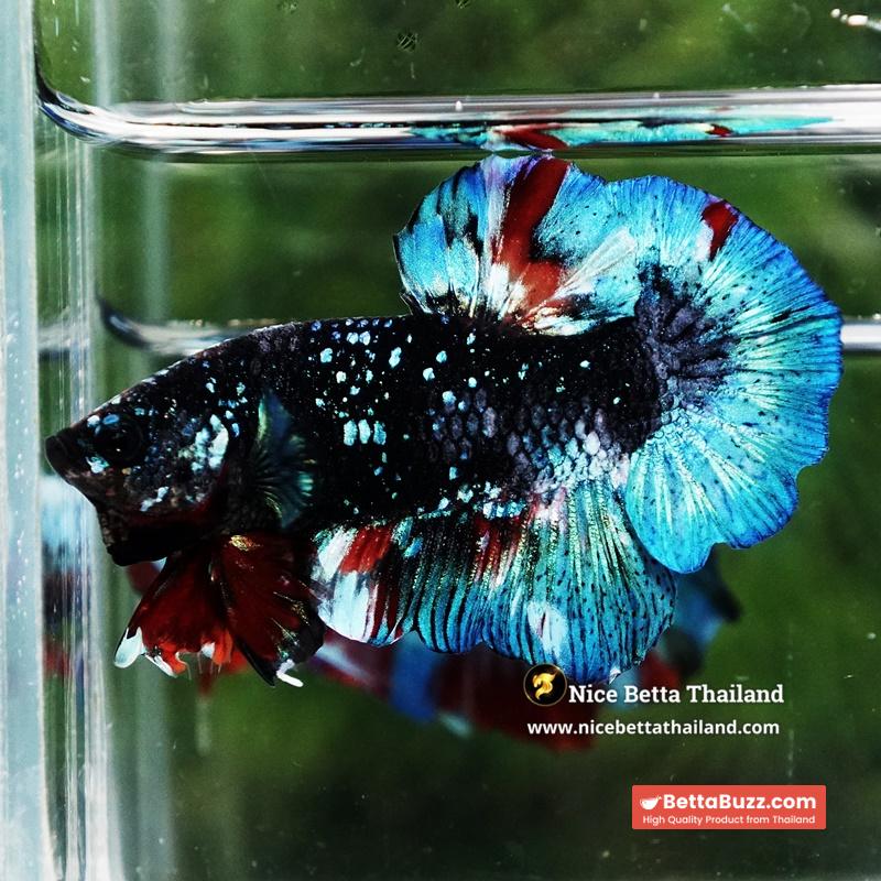 Betta Fish Black Ice Nebula Avatar OHMPK