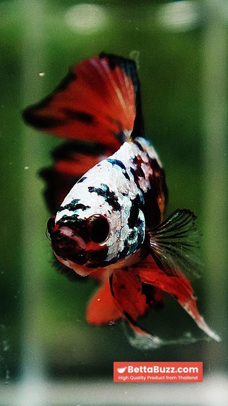 Betta Fish Nemo Emerald Tiger (DTPK) - Image 8