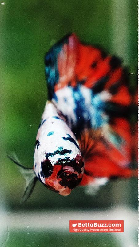 Betta Fish Nemo Emerald Tiger (DTPK) - Image 9