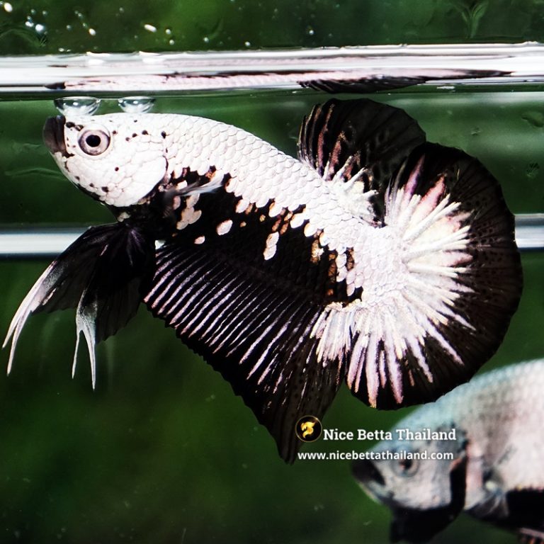 Betta Fish Nightfall Nova Samurai HMPK