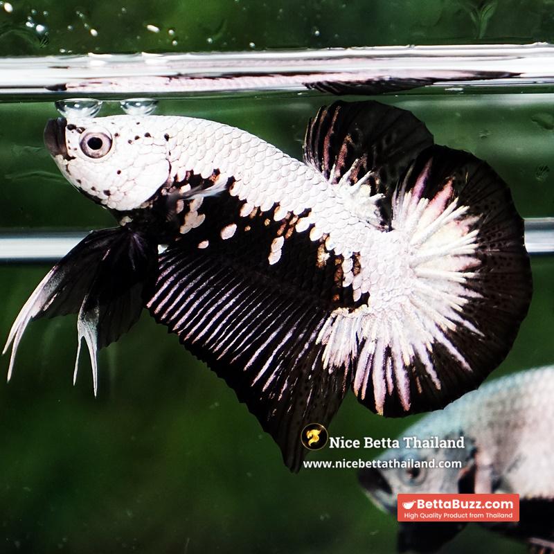 Betta Fish Nightfall Nova Samurai HMPK