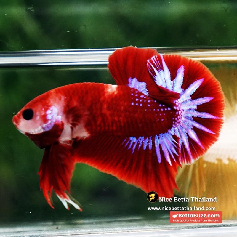 Betta Fish Red Rudy Hell Boy Star Koi OHMPK - Image 5