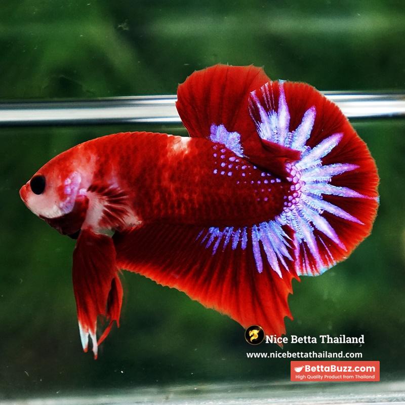 Betta Fish Red Rudy Hell Boy Star Koi OHMPK - Image 3