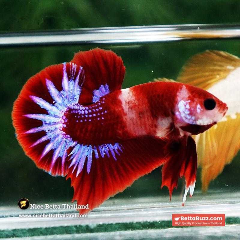 Betta Fish Red Rudy Hell Boy Star Koi OHMPK - Image 6