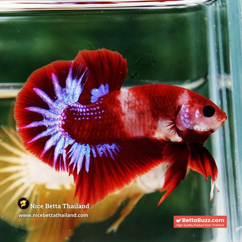 Betta Fish Red Rudy Hell Boy Star Koi OHMPK - Image 4