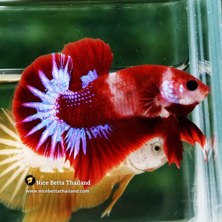 Betta Fish Red Rudy Hell Boy Star Koi OHMPK