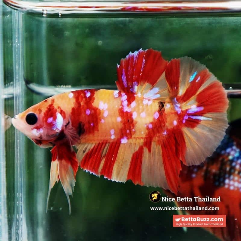 Betta Fish Fire Blossom Star Koi HMPK (Competiton Grade) - Image 3
